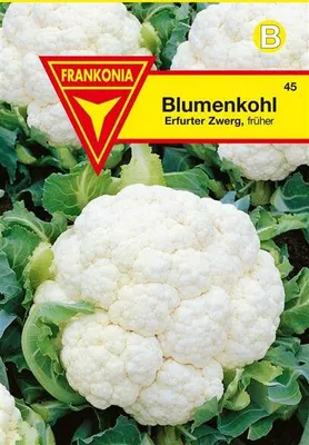 Produktbild von Blumenkohl Erfurter Zwerg