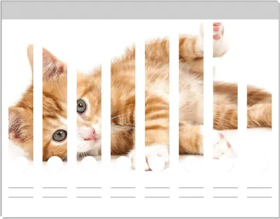 Produktbild von Wallario Ordnerrücken Sticker, selbstklebend für schmale Ordner, 8 Stück, Motiv Süße Katze mit großen Augen - rot weiß getigert