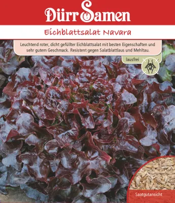Produktbild von Eichblattsalat Navara | Eichblattsalatsamen von Dürr Samen