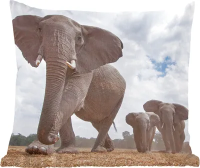 Produktbild von MuchoWow® Zierkissen Sofakissen Wohnzimmer Dekokissen 40x40 cm Elefant - Tiere - Natur - Flachland - Foto Kissen - Schlafzimmer Dekoration