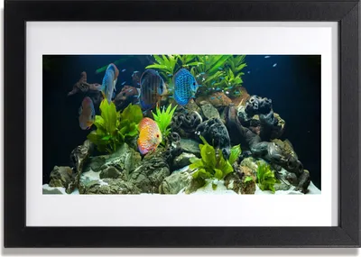 Produktbild von Bild 30x20 MDF-Rahmen Wandkunst Fisch-Aquarium Natur
