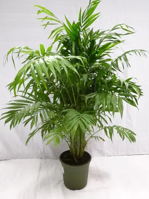 Produktbild von [Palmenlager] XL Chamaedorea elegans 90 cm / Pot 23 cm Ø / Bergpalme / dicht + buschig / seltene Zimmerpflanze