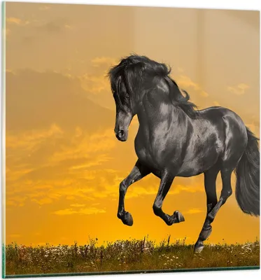 Produktbild von Bilder auf glas - Tiere Pferd Laufen Wiese - 30x30cm - Glasbilder - Wandbilder - Kunstdruck - zum Aufhängen bereit - Wanddekoration aus Glas - Glas Bilder - Wandbild auf Glas - GAC30x30-2248
