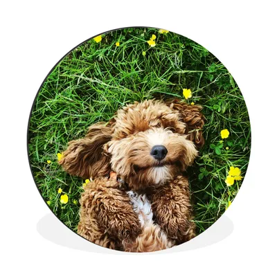 Produktbild von MuchoWow® Aluminium Wandkreis Welpe im Gras liegend Ø 60 cm Wanddeko Modern Wohnzimmer - Wand Kreis - Wandbild - Schlafzimmer - Aluminium Bild - Kinderzimmer - Wohnzimmer Dekoration - Wandschmuck