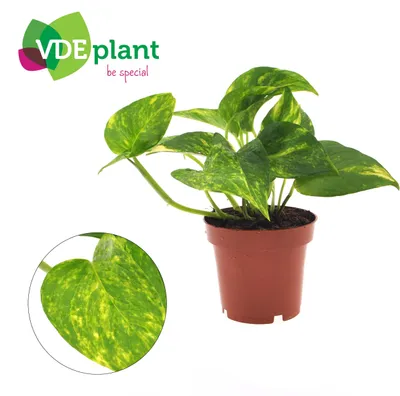 Image de Epipremnum Aureum - 25cm - Ø12cm - Plante d'intérieur - Vert persistant