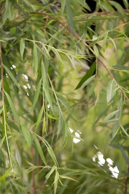 Produktbild von Salix alba 'Tristis', Trauerweide, gelbgrün, 100–150 cm