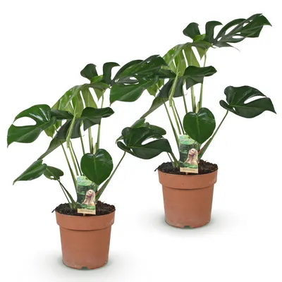 Produktbild von Green boutiQ - Zimmerpflanzen - Monstera Deliciosa - Fensterblatt - Wenig Pflege - Grün - 2 Pflanzen - Topf 17cm - Höhe 50-55cm