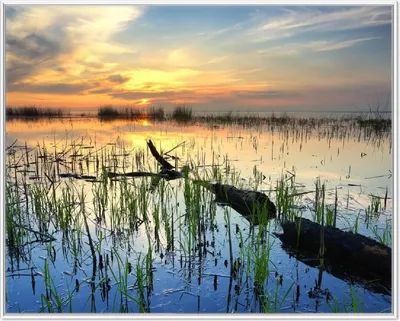 Produktbild von Wallario Wandbild Schilf am Abend - Sonnenuntergang über der Seelandschaft, Größe: 40,30 x 50,30 cm, Poster mit weißem Aluminiumrahmen