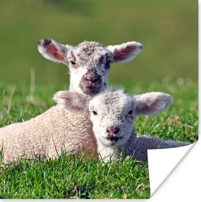 Produktbild von MuchoWow® Poster Zwei Lämmer liegen zusammen im hohen Gras 100x100 cm - Babyzimmer