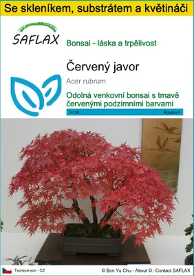 Obrázek produktu pro SAFLAX Kultivační sada - červený javor - Acer rubrum - 20 Semena - S mini skleníkem, pěstebním substrátem a 2 květináči