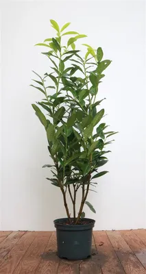 Produktbild von Prunus laurocerasus 'Genolia', Kirschlorbeer, immergrün, 60–80 cm