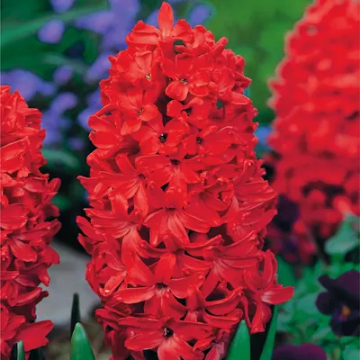 Obrázek produktu pro Hyacint Květinové cibulky Cibulky Květiny Hyacinthus Jan Bos 3 ks.