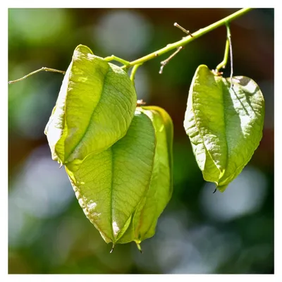 Produktbild von Blasenbaum (Koelreuteria paniculata) – winterharte Blasenesche, pflegeleichter Baum für den Garten