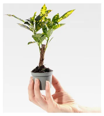 Produktbild von Codiaeum Aucubaefolia - Immergrüne Zimmerpflanze