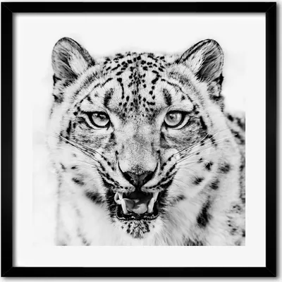 Produktbild von Bild - 50 cm x 50 cm - MDF - Rahmen, Wandkunst - Schneepanther