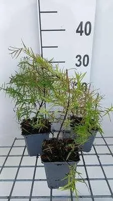 Obrázok produktu pre 6 x Pycnanthemum flexuosum (tenuifolium) - Pycnanthemum - Kvetináč 9 x 9 cm