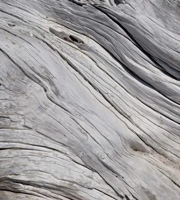 Produktbild von Fototapete - Tree Texture 225x250cm - Vliestapete