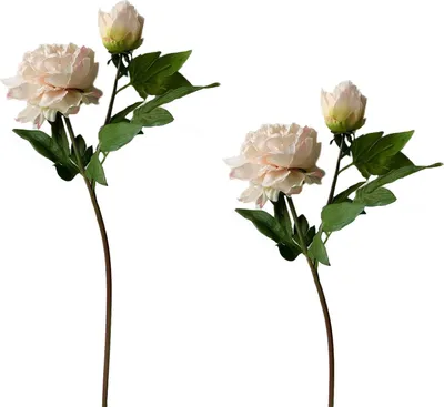 Produktbild von Pfingstrose 2er Set Rosa Flora