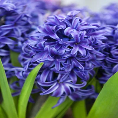 Produktbild von Hyazinthe Blumenzwiebeln Zwiebeln Blumen Hyacinthus Blue Pearl 5 St.