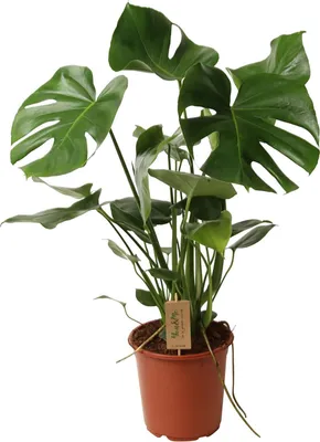 Produktbild von Zynesflora Monstera Deliciosa im 21 cm Pflanzentopf - Höhe: 80-85 cm - Fensterblatt Lochpflanze Zimmerpflanze Luftreinigend Pflegeleicht für Zuhause Oder Büro