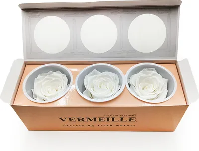 Produktbild von Stabilisierte Rose - Elfenbein - XL - 3 Stk