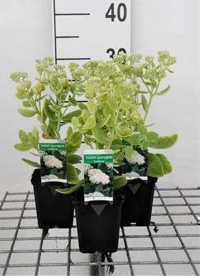 Obrázok produktu pre 6 x Sedum spect. 'Iceberg' - Fettblatt - Topf 9 x 9 cm