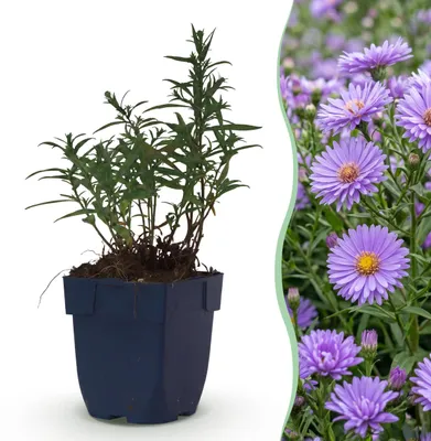 Produktbild von Aster (D) Mittelmeer – Meeresaster – Bienen- und Schmetterlingsmagnet – Violett - 15-25cm - Ø11cm - Gartenpflanze