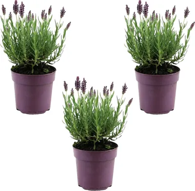Zdjęcie produktu dla Bloomique - Zestaw 3 sztuk - Lavandula Stoechas Anouk - Lawenda czubata - Odporna na zimę - Rośliny balkonowe - Rośliny ogrodowe - Przyjazne dla pszczół - Wysokość 15-20 cm - Doniczka 10,5 cm