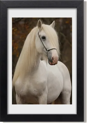 Produktbild von Bild 20x30 MDF-Rahmen, Wandkunst Weißes Pferd