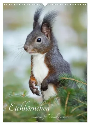 Produktbild von Eichhörnchen - zauberhafte Waldbewohner (Wandkalender 2027 DIN A3 hoch), CALVENDO Monatskalender