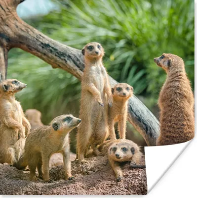 Produktbild von MuchoWow® Poster Erdmännchen - Familie - Tiere 75x75 cm - Wand Dekoration