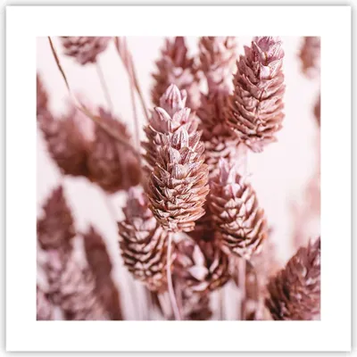 Produktbild von Poster - Poster ohne Rahmen - Getrocknet Blume Eco - 40x40 cm - Wand Bild - Wanddeko - Wandbilder - Kunstposter - Wandposter - Bilder - Kunstdruck - Wanddekoration - Wandbild - P2XAC40x40-4912