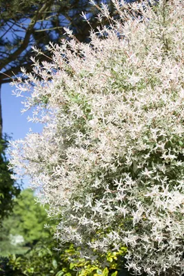 Produktbild von Salix integra 'Hakuro Nishiki', Japanische Weide, rosa-weiß, 30–40 cm