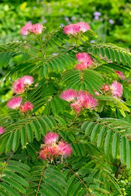 Obrázek produktu pro Albízie růžová FloraSelf Albizia julibrissin 'Ombrella' výška kmene cca 105 cm celková výška cca 160 cm květináč 18 l