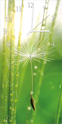 Produktbild von Wallario Design Wanduhr bedruckt, Größe 30 x 60 cm, Motiv: Pusteblume Nahaufnahme