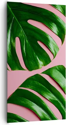 Produktbild von Bild auf Leinwand - Leinwandbild - Einteilig - Monstera Blatt Rosa - 65x120cm - Wand Bild - Wanddeko - Wandbilder - Leinwanddruck - Bilder - Wanddekoration - Leinwand bilder - Wandbild - PA65x120-4407