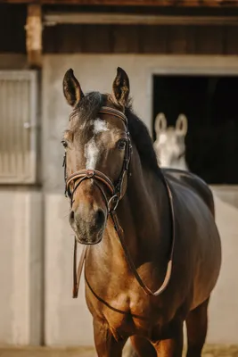 Produktbild von Ekkia Eric Thomas Trense Trensenzaum WORK Büffelleder schwarz Sperriemen abnehmbar, Größe Pferd:Pony