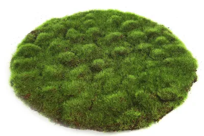 Produktbild von Countryfield Moosscheibe Lernspielzeug grün 30x30cm Karton