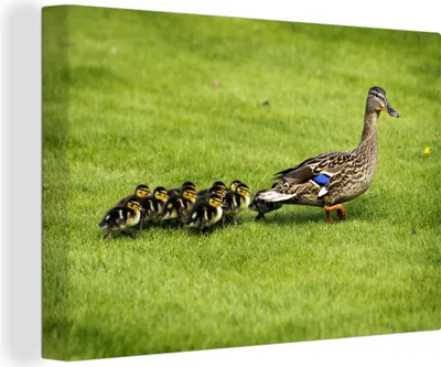 Produktbild von OneMillionCanvasses® - Leinwandbilder - 150x100 cm, Ente mit Jungen im Gras, Wandbilder Kunstdruck Wanddekoration