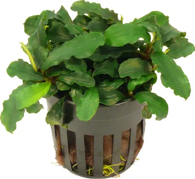 Produktbild von 1 Topf Bucephalandra green wavy