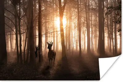 Produktbild von MuchoWow® Poster Wald - Hirsche - Sonne - Bäume - Winter - Natur - Tiere 120x80 cm - Bilder