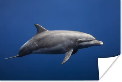 Produktbild von MuchoWow® Poster Delfin - Meer - Blau 60x40 cm - Schlafzimmerdekoration