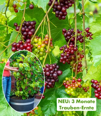 Produktbild von BALDUR Garten Immertragende Tafel-Traube 'RazzMatazz®',1 Pflanze, resistent und pflegeleicht, winterhart bis -18°C, kernlose Trauben, monatelange Ernte ab Juli