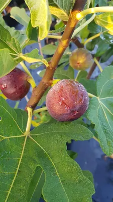 Image de Ficus carica 'Ronde de Bordeaux' / Figuier 'Ronde de Bordeaux'
