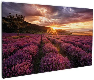 Produktbild von Wallario Premium Leinwandbild Lavendelfeld bei Sonnenuntergang - Sonnenstrahlen in Größe 60 x 90 cm
