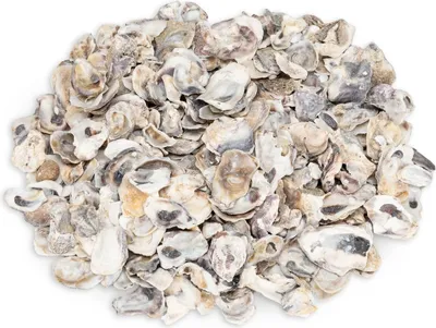 Produktbild von Crassostrea gigas 0,5 kg 2-4 cm kleine Austernschalen Deko maritim Basteln Glas