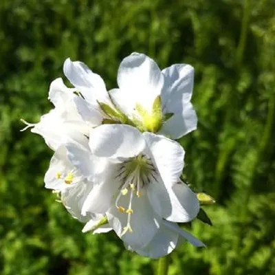 Produktbild von 6 x Jakobsleiter - Polemonium caeruleum 'Album' | Topf 9cm x 9cm