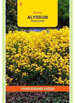 Immagine prodotto di Oranjeband Alyssum Saxatile Compactum - 1 confezione di semi