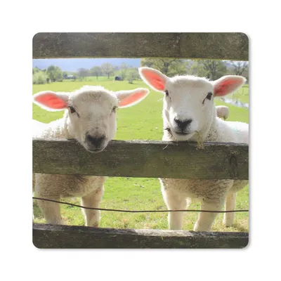Produktbild von MuchoWow® Mauspad Mousepad Schafe - Tiere - Bauernhof 20x20 cm - Mousepads - Maus Mat - Pad - Mausunterlage - Desk Mat - Bureauartikeln