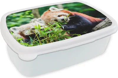 Produktbild von KitchenYeah® Lunchbox Brotzeit Brotdose 17x11 cm Roter Panda - Pflanzen - Baumstamm Kinder Brotzeitdose - Lunch Box - Kinder - Sandwich-Box - Schulbox - Lunch Boxen